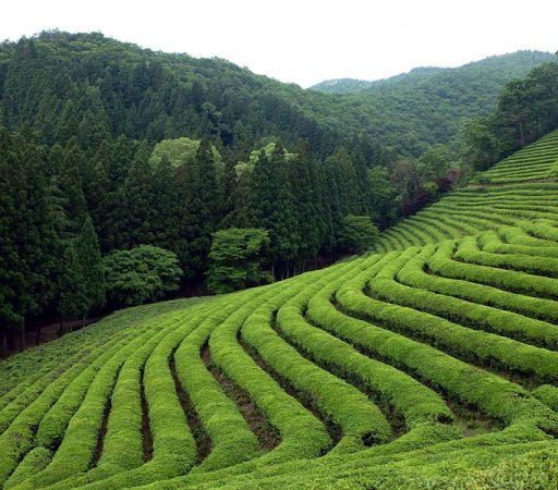 HD-wallpaper-tea-field-field-green-nature-tea