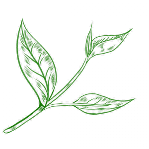 pngtree-line-drawing-green-tea-leaves-png-image_5394232